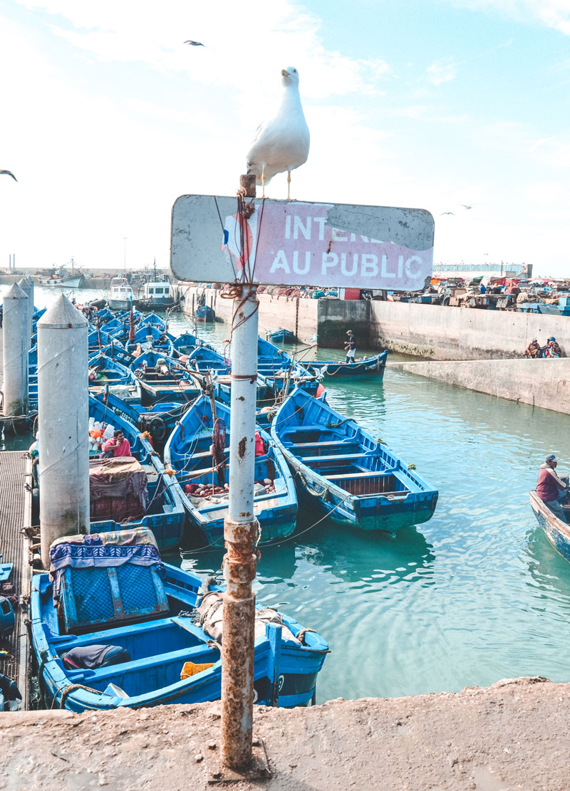 Port essaouira boats