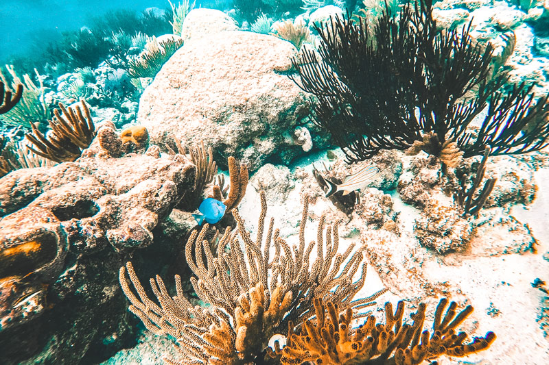 diving mexico cozumel corals