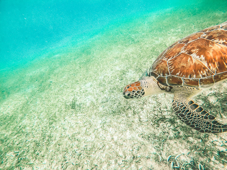 akumal turtles diving mexico