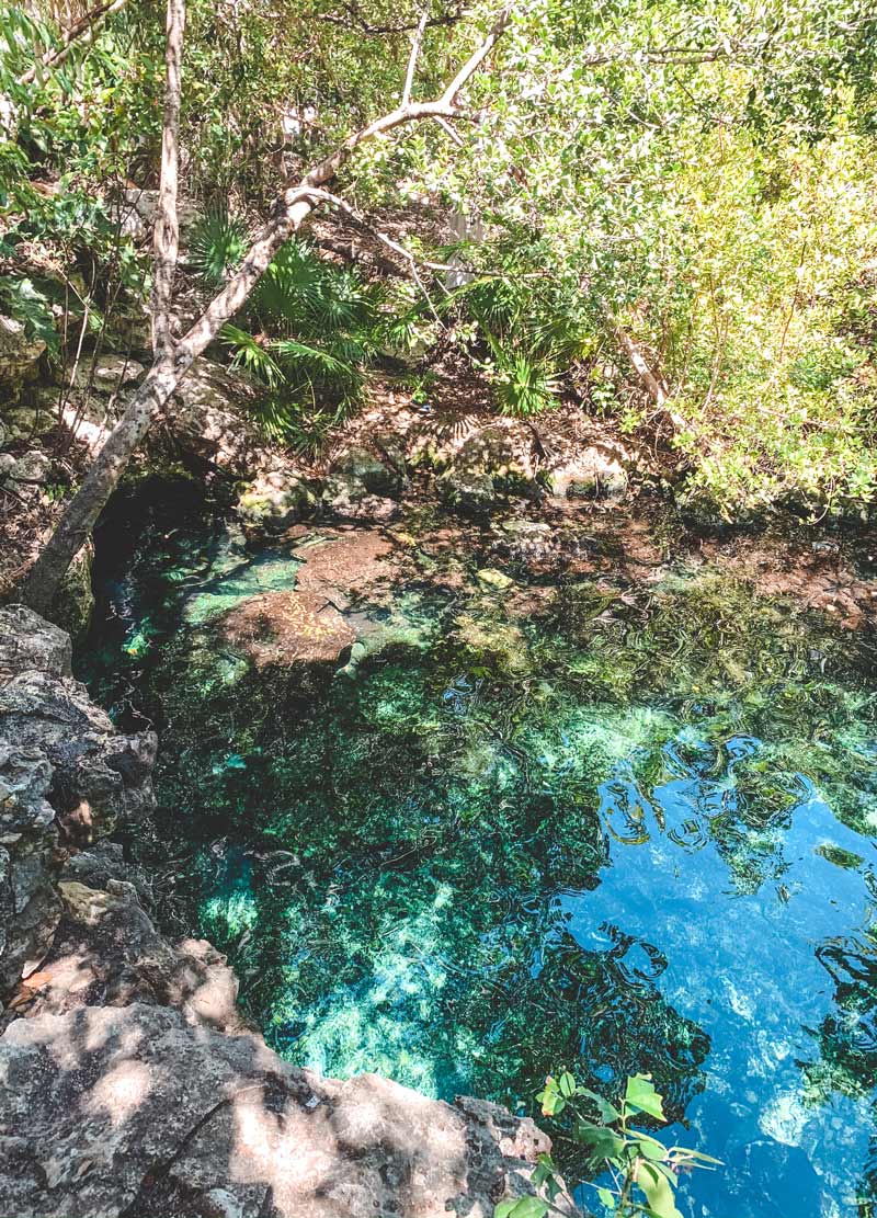 cenote tulum jungle
