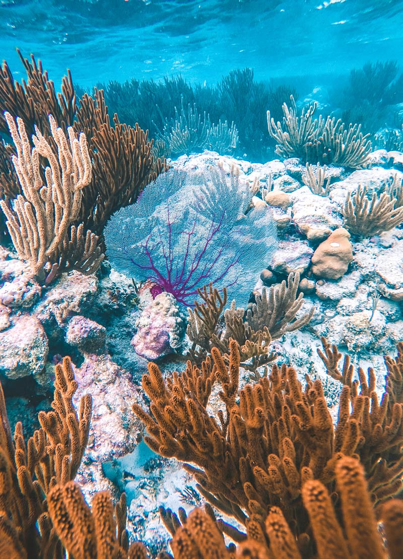 corals sea mexico caribbean