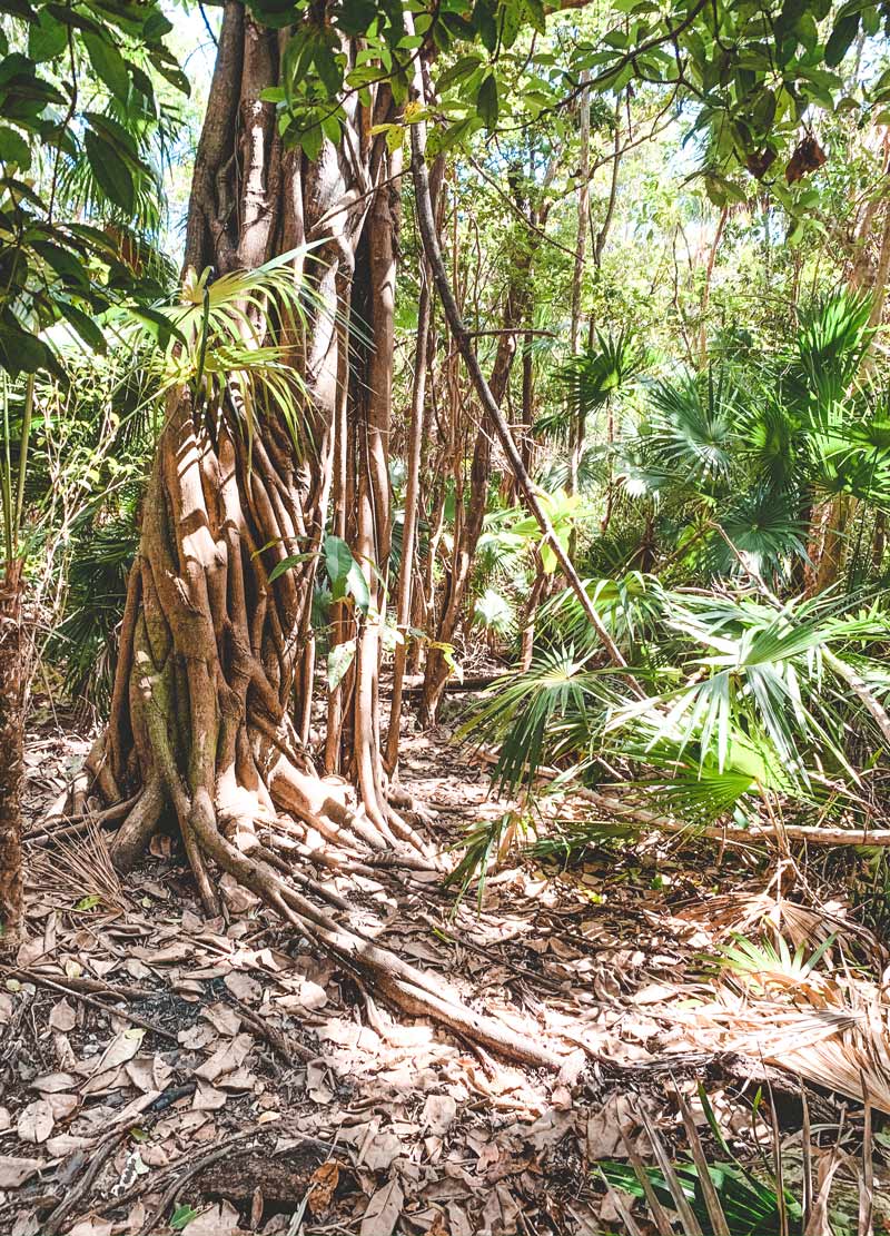 jungle close to chichen itza