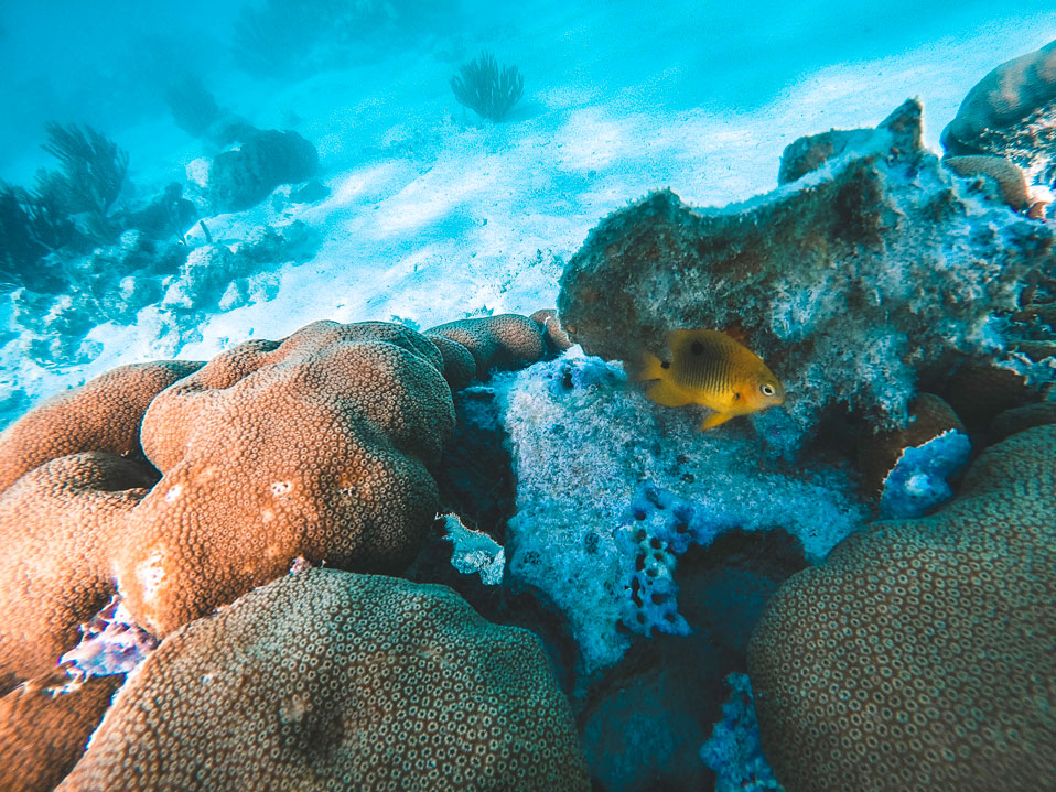 coral reef akumal diving
