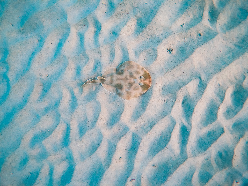 fish in tulum scuba diving