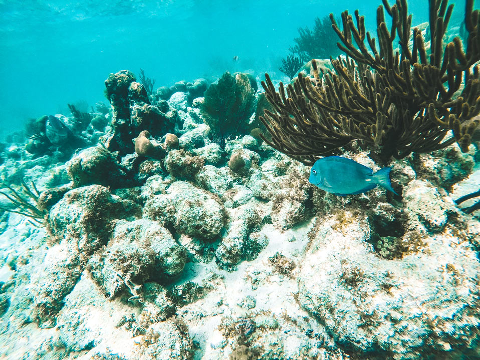 snorkeling in tulum