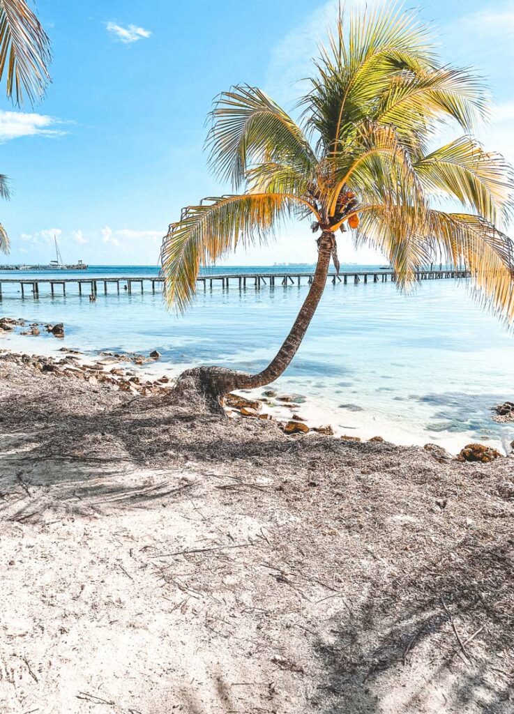 Kite Surfing in Tulum All You Need To Know Before You Try It Mexico