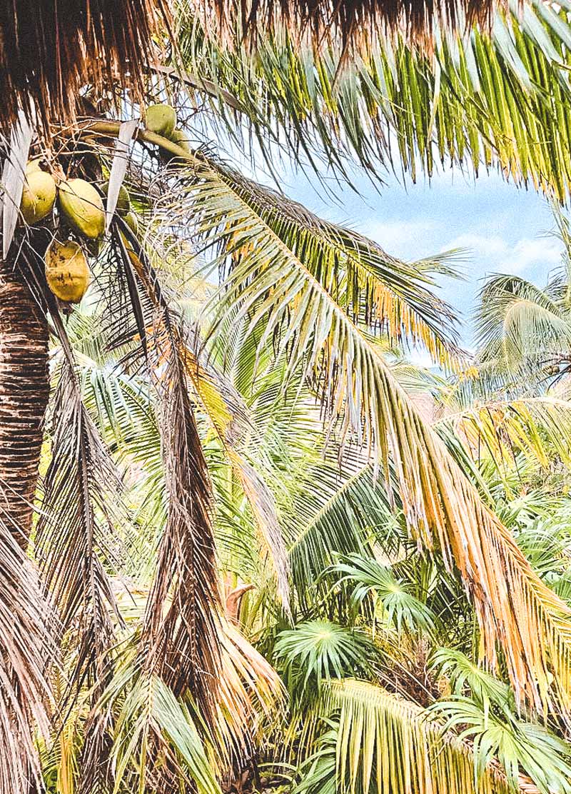 tulum jungle atv