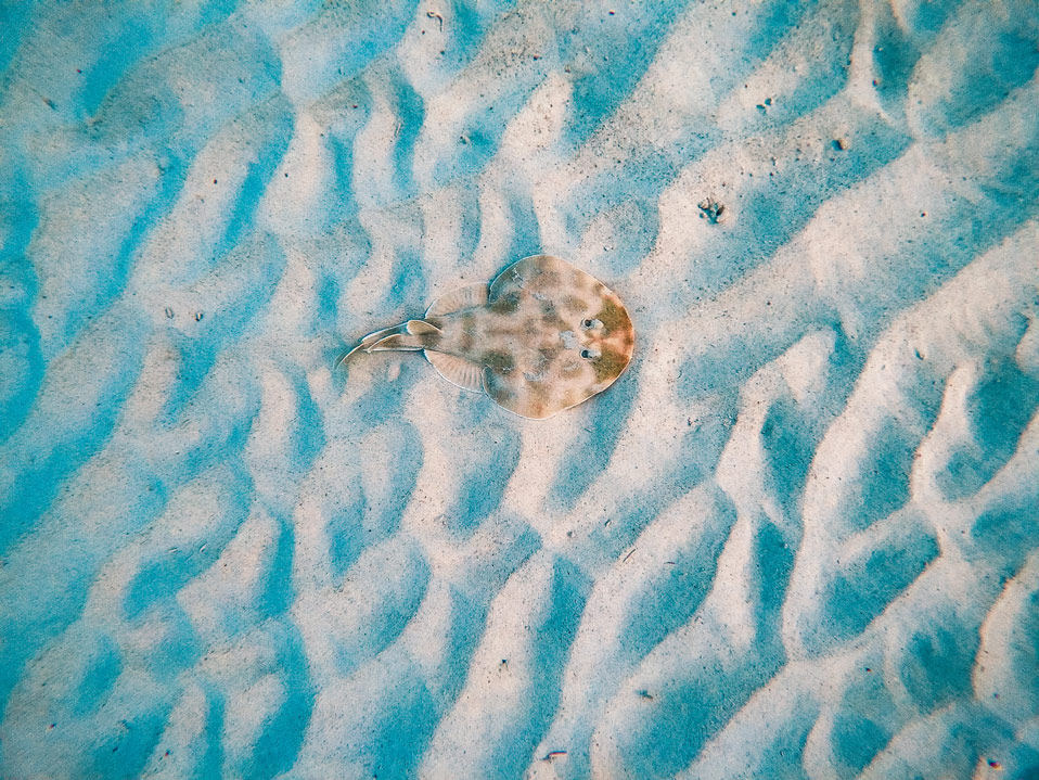 akumal beach snorkeling