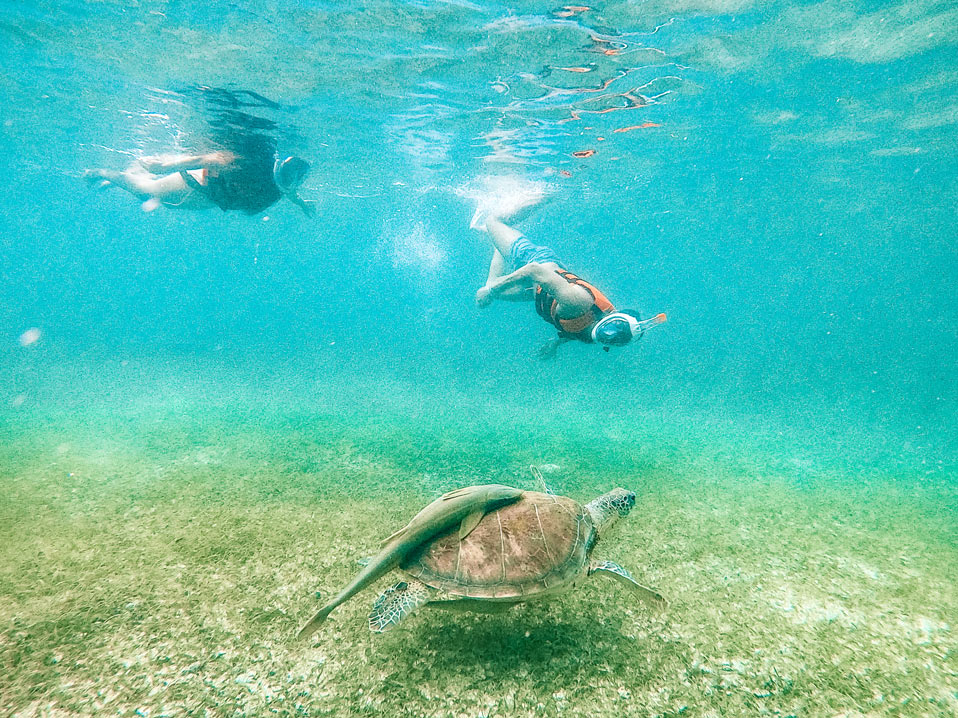 akumal resorts snorkeling with turtles