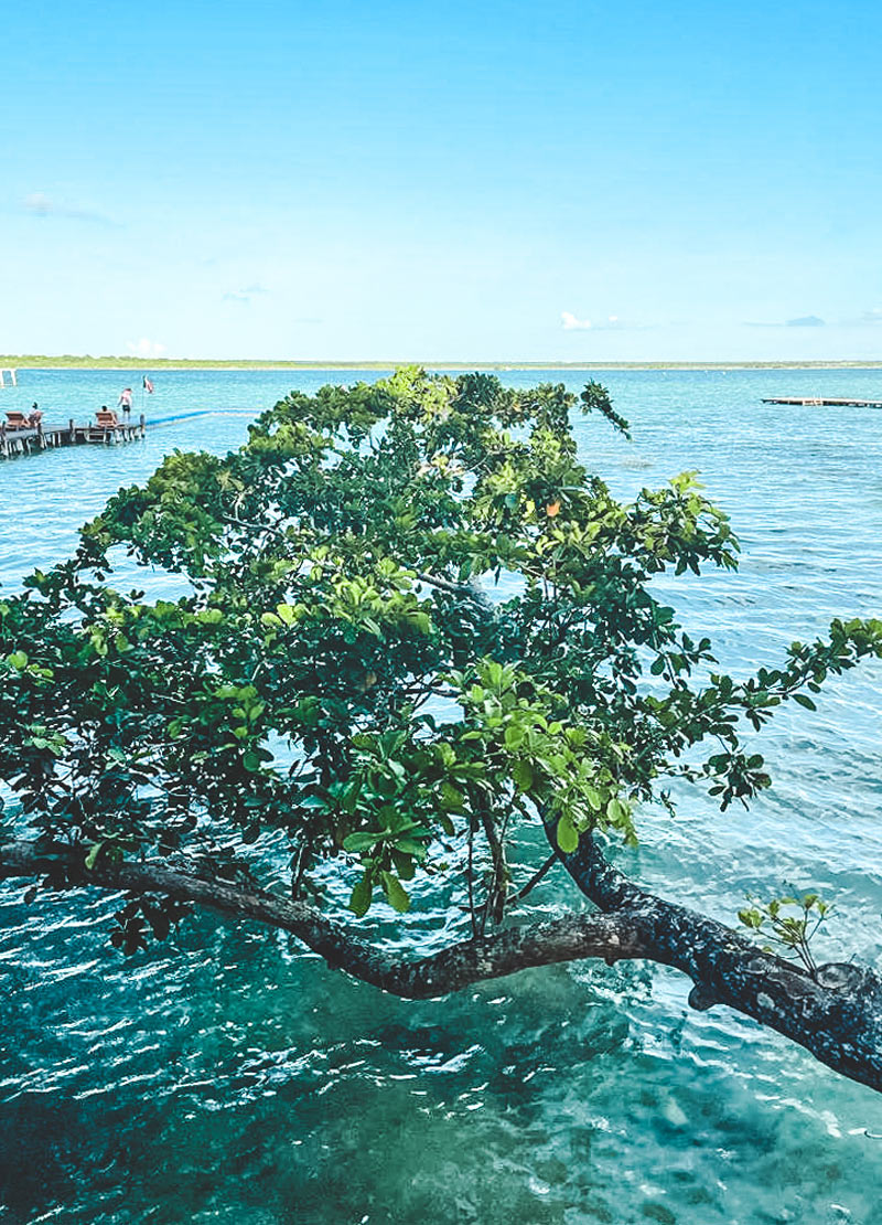 bacalar lagoon nature trip mexico