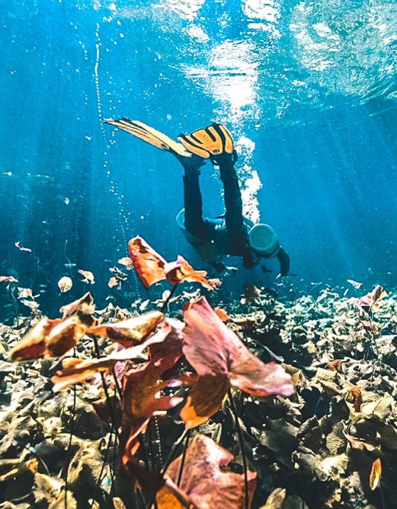 cenote nicte ha diving